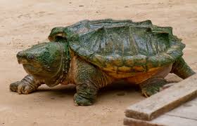 alligator turtle
