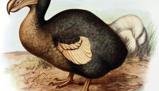 dodo